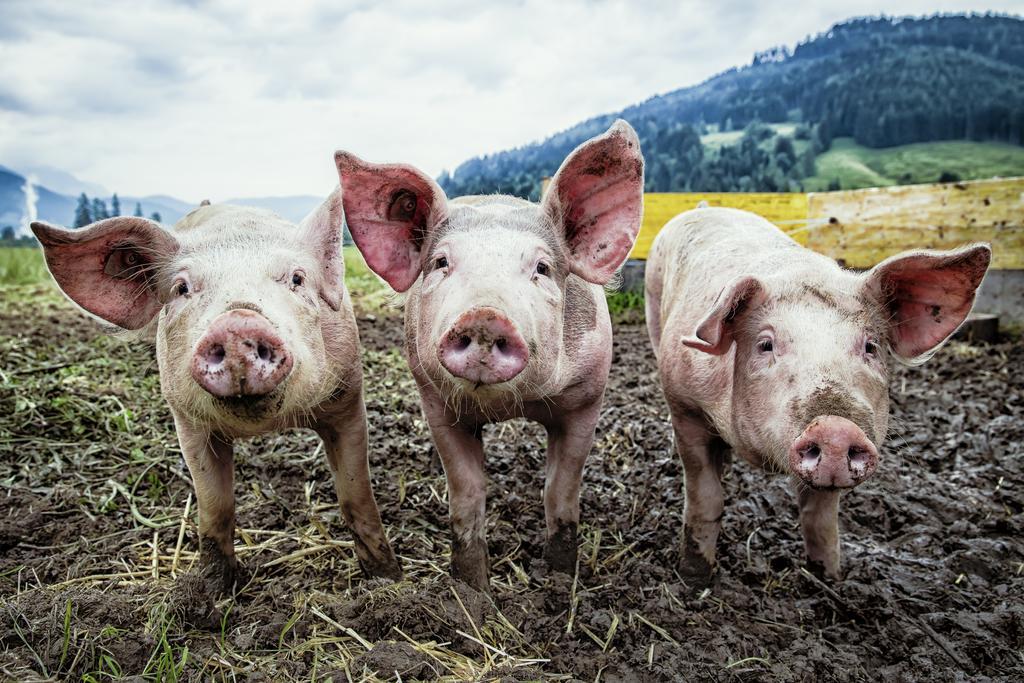 Kleintoedlinggut Villa Leogang Dış mekan fotoğraf